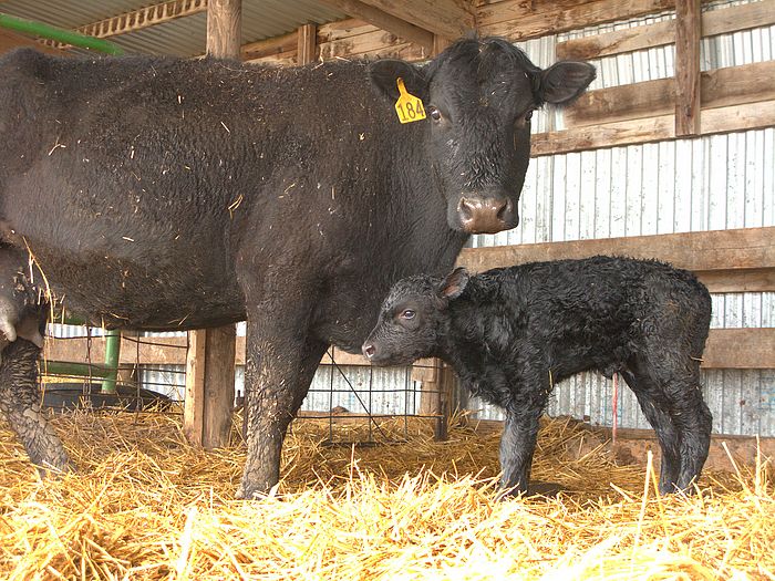 Calf-Newborn-3-14