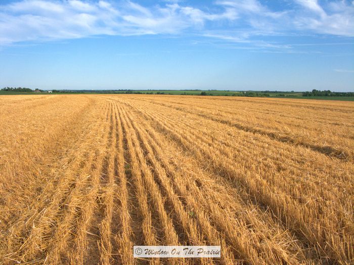 [Image: Wheat_Harvest18.jpg]