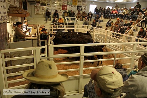 carrollton oh livestock auction