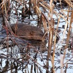 Muskrat