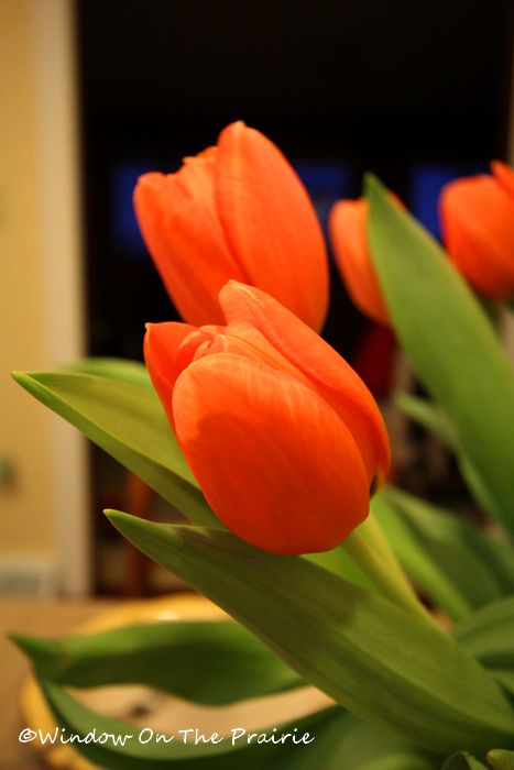 tulips02