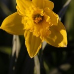 Spring Daffodils