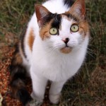 All About KITTY