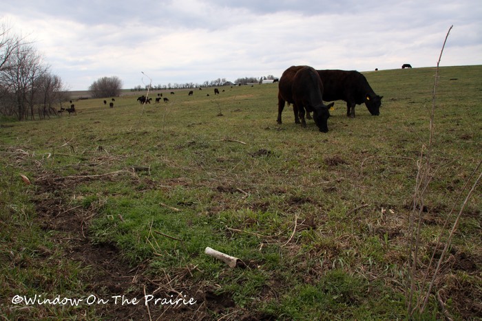 In_The_Pasture17