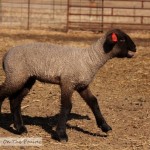 Baaa!