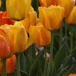 Tulips!