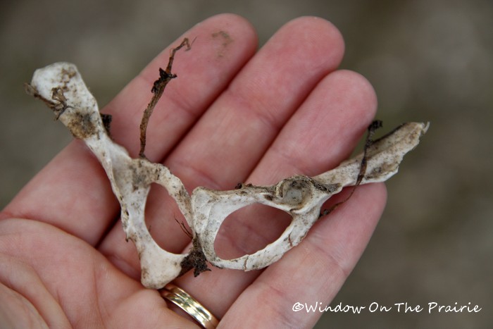 the remains of a small animal's pelvis