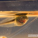 From a Tadpole To A Frog