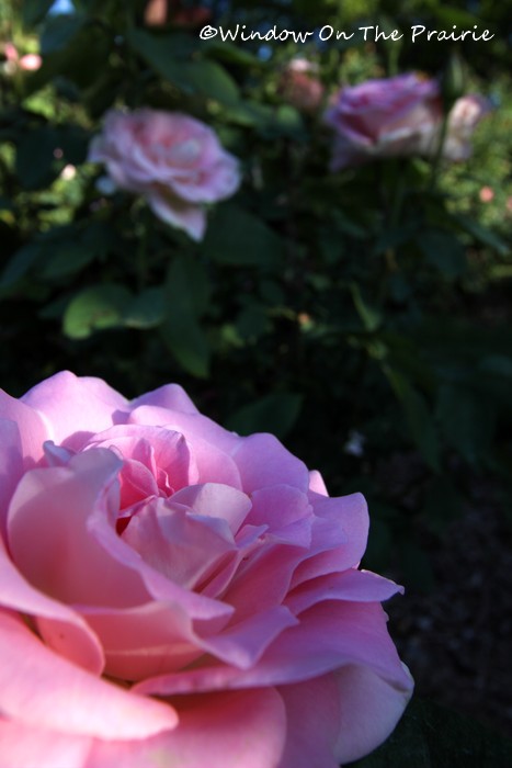 Rose_Garden02