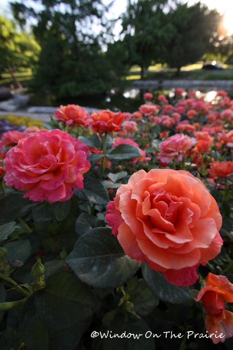 Rose_Garden11