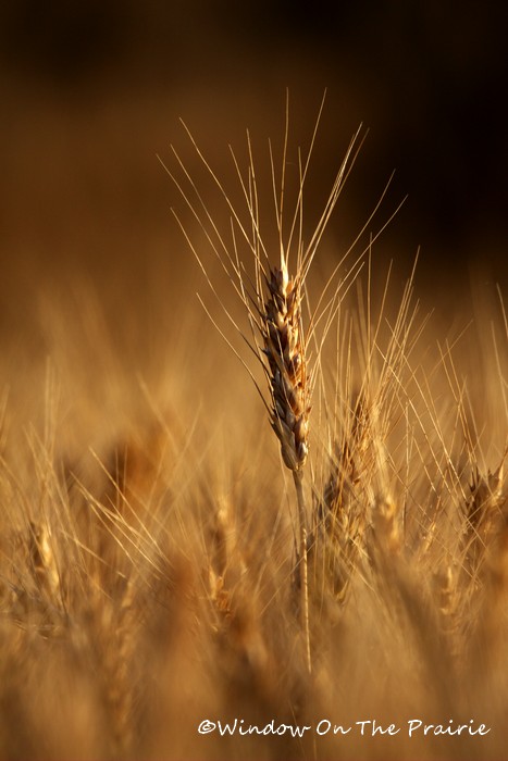 Wheat11