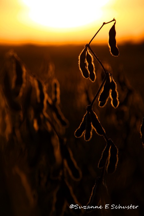soybeans02