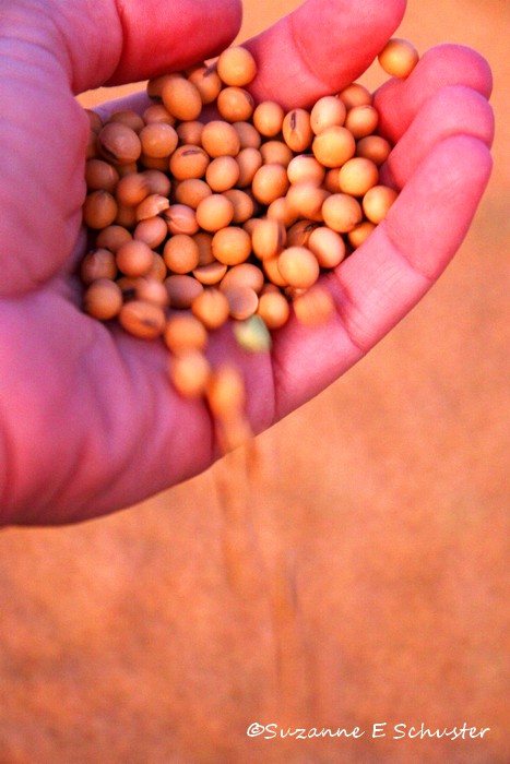 soybeans12