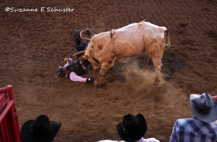 WHEN THE RIDER FALLS, THE BULL WILL OFTEN GO AFTER HIM