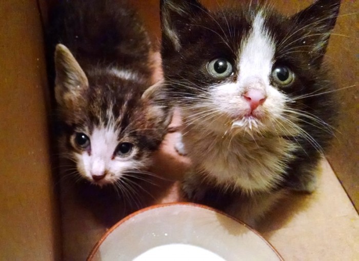 Kittens (2)
