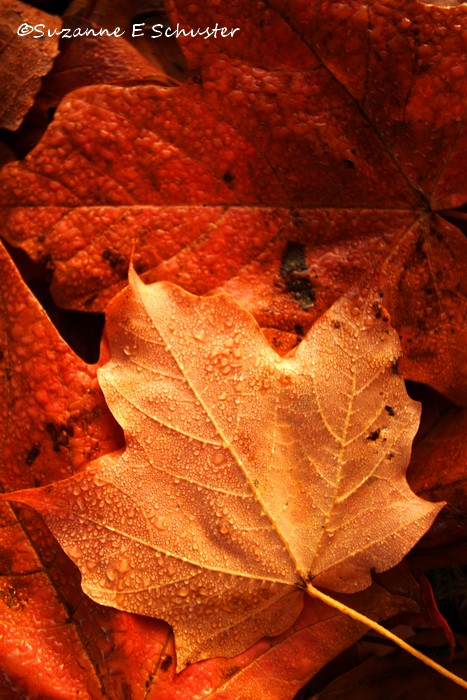Fall Leaves03
