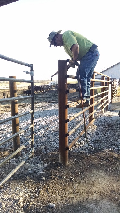 Working Cattle Fall 2015 (10)