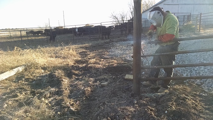 Working Cattle Fall 2015 (12)