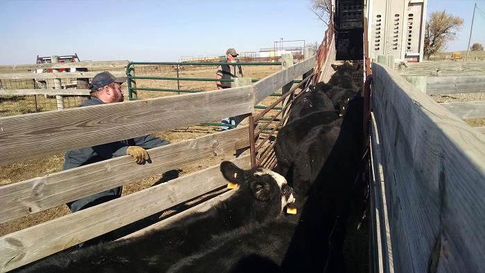 Working Cattle Fall 2015 (6)