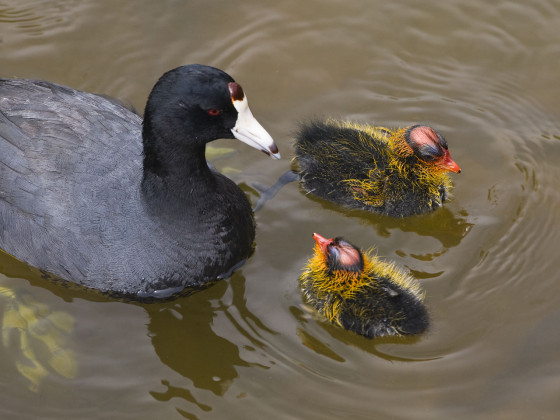 American Coot young