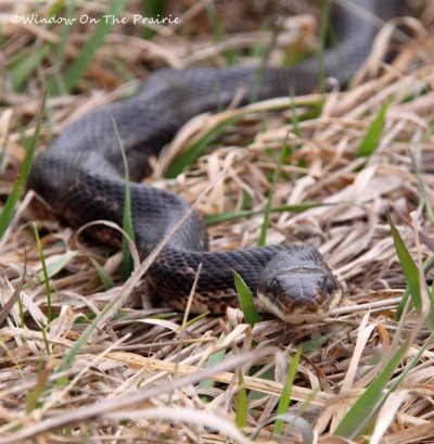 Black Snake – Window On The Prairie